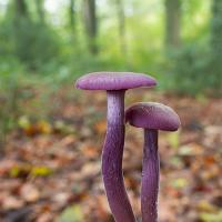 Amethyst Deceiver 7 